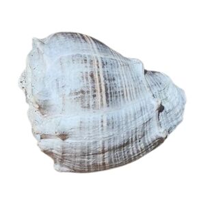 Coastal White Shell Accent